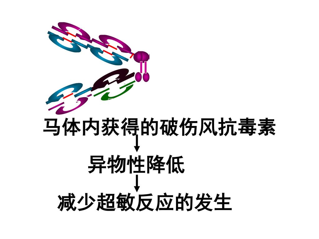 马体内获得的破伤风抗毒素 异物性降低 减少超敏反应的发生