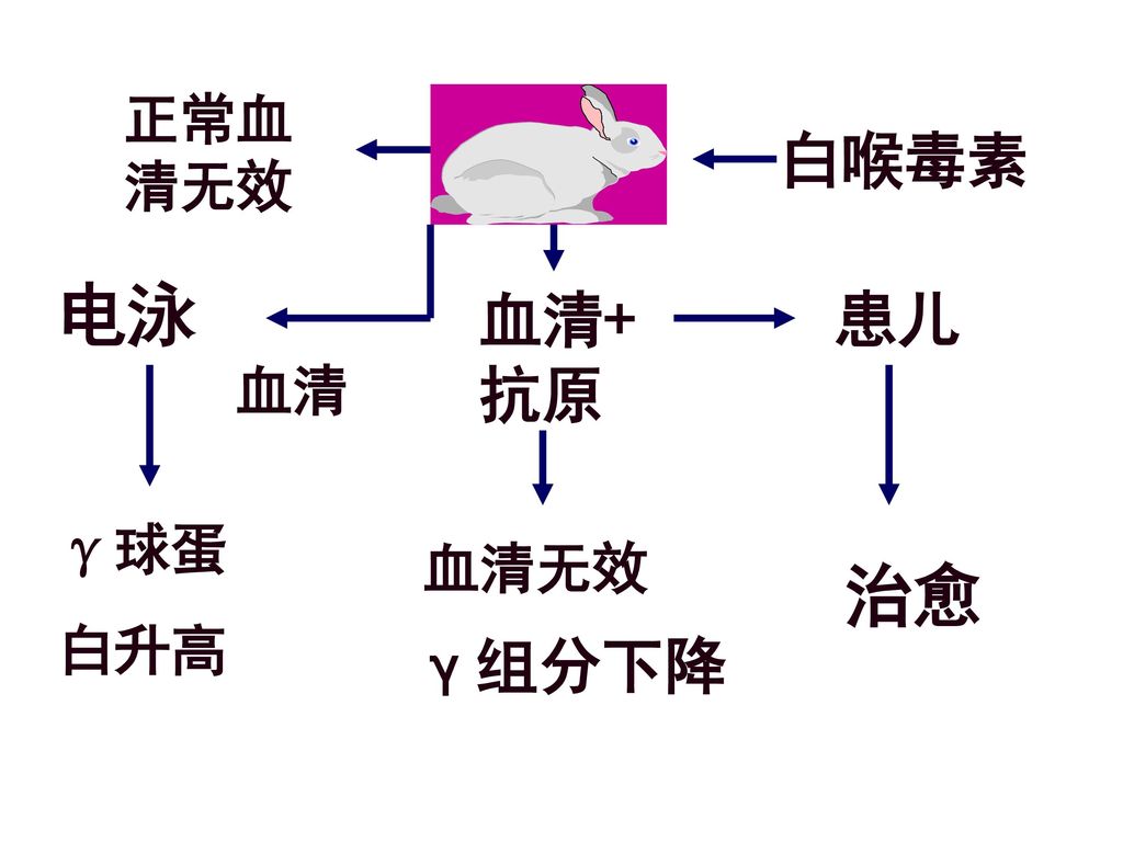 正常血清无效 白喉毒素 电泳 血清 血清+抗原 患儿 γ球蛋 白升高 治愈 血清无效 γ组分下降