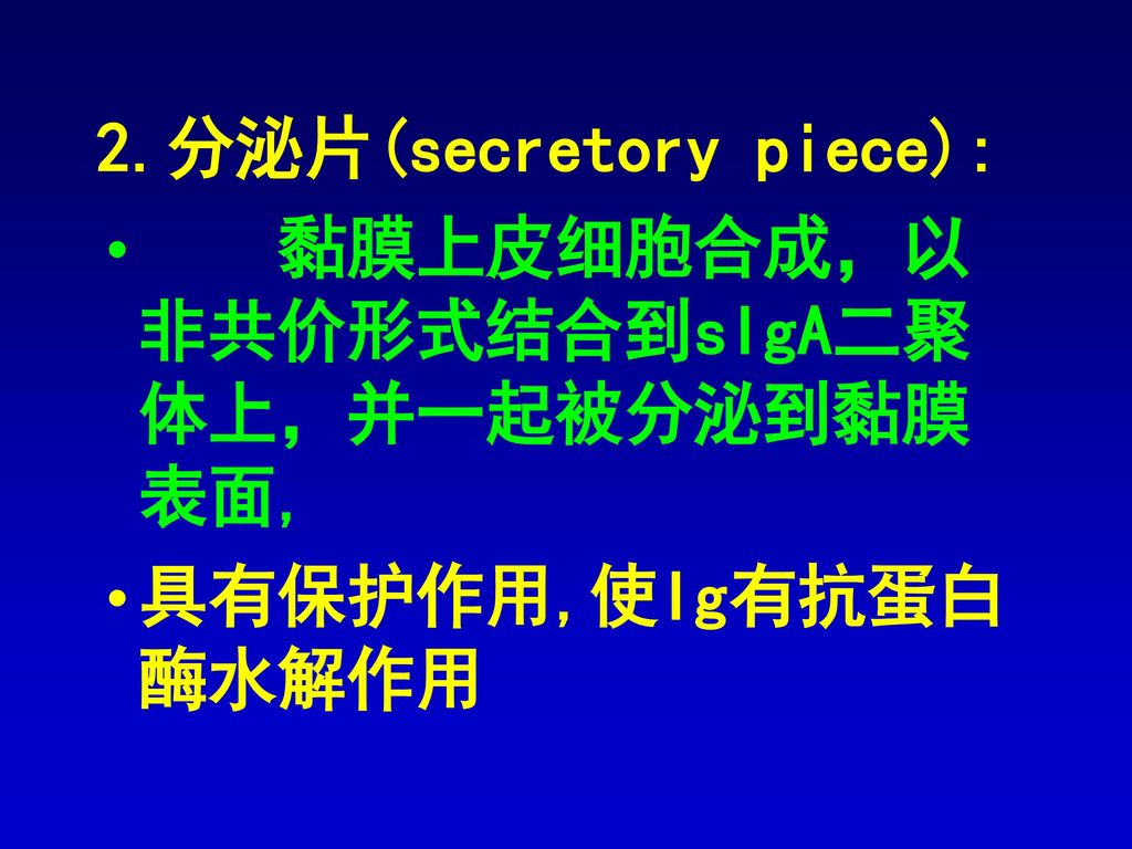 2.分泌片(secretory piece):