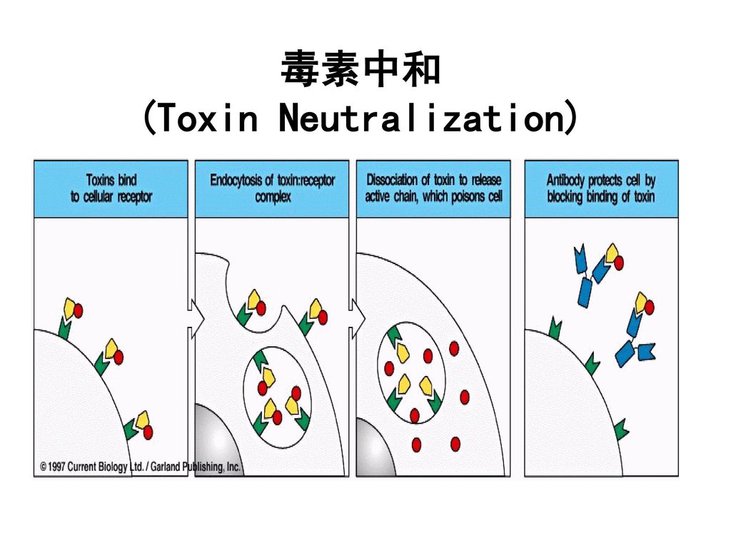 毒素中和 (Toxin Neutralization)