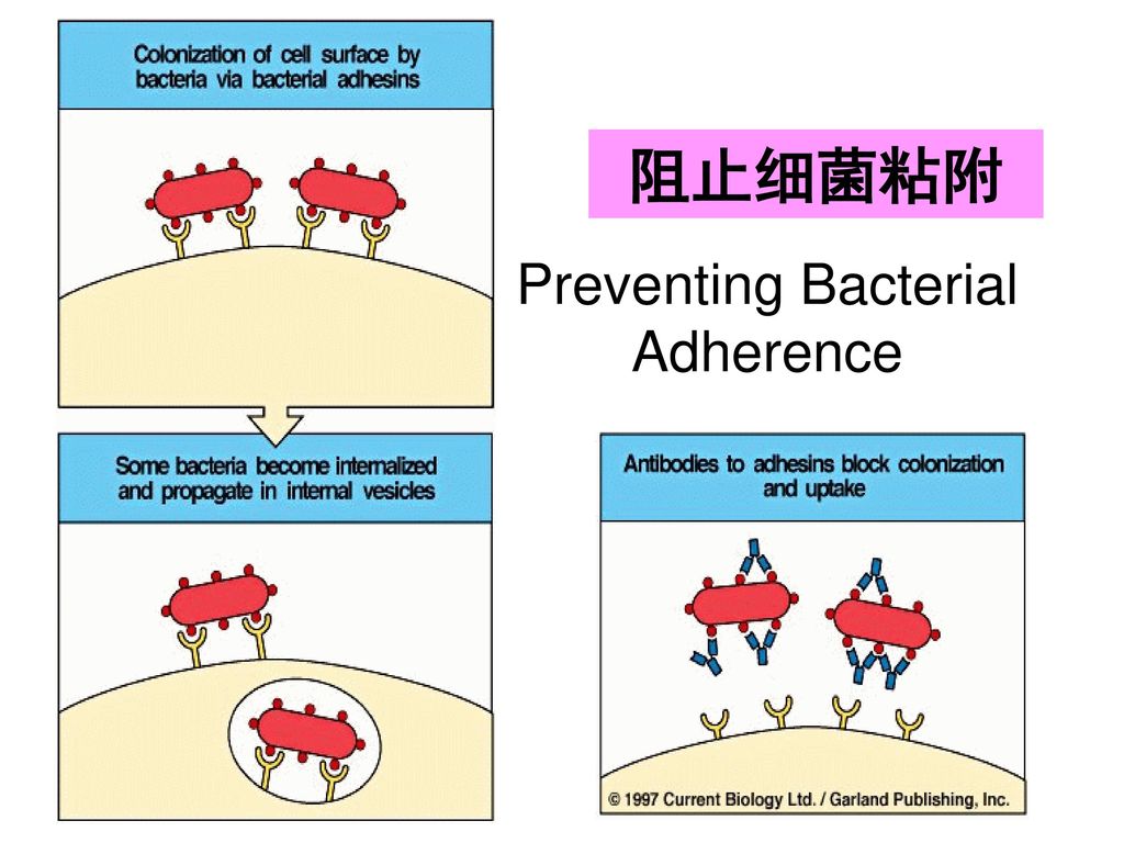 Preventing Bacterial Adherence