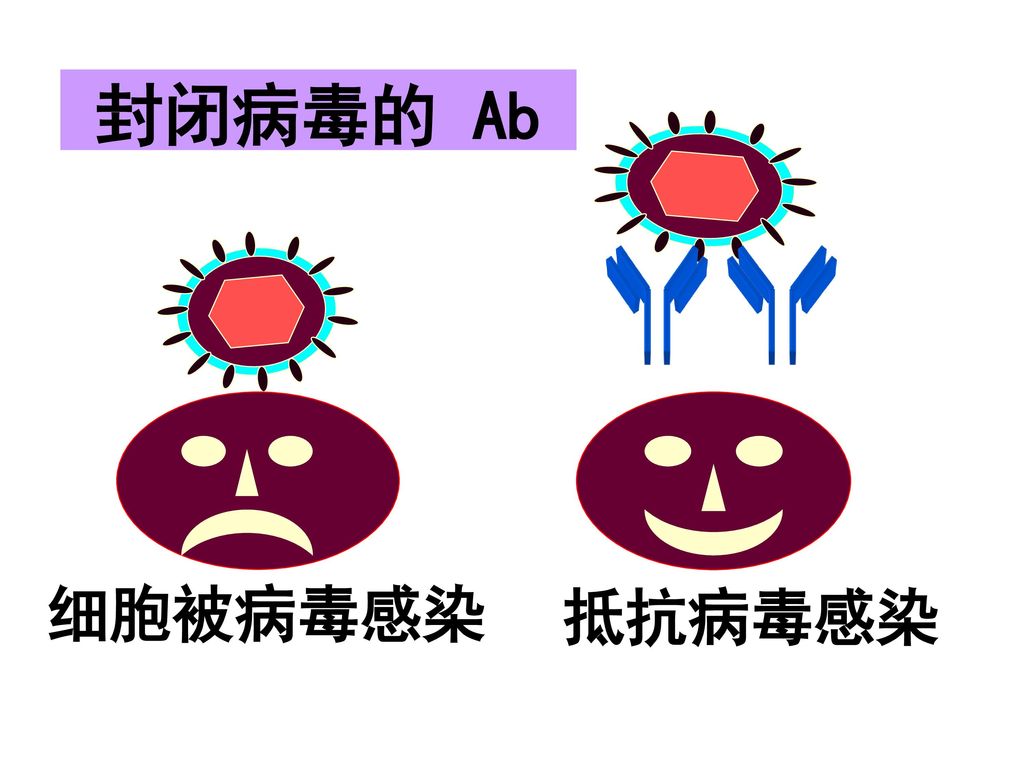 封闭病毒的 Ab 抵抗病毒感染 细胞被病毒感染