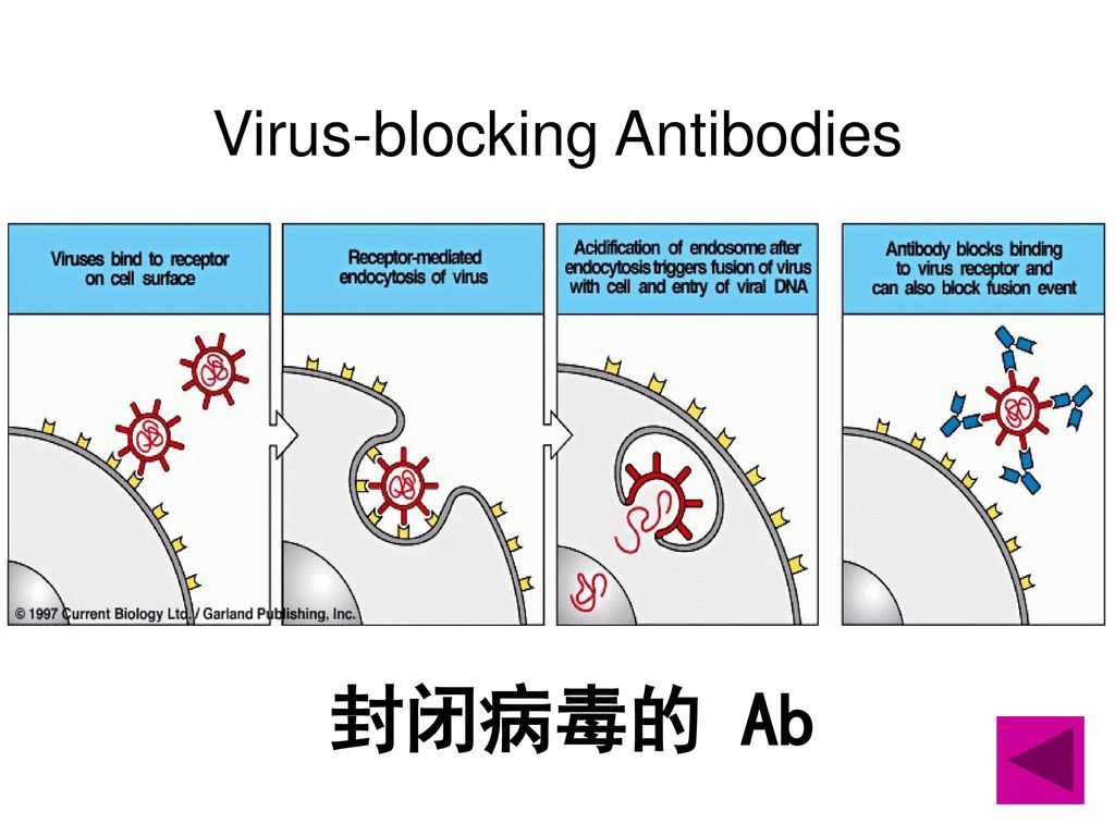 Virus-blocking Antibodies