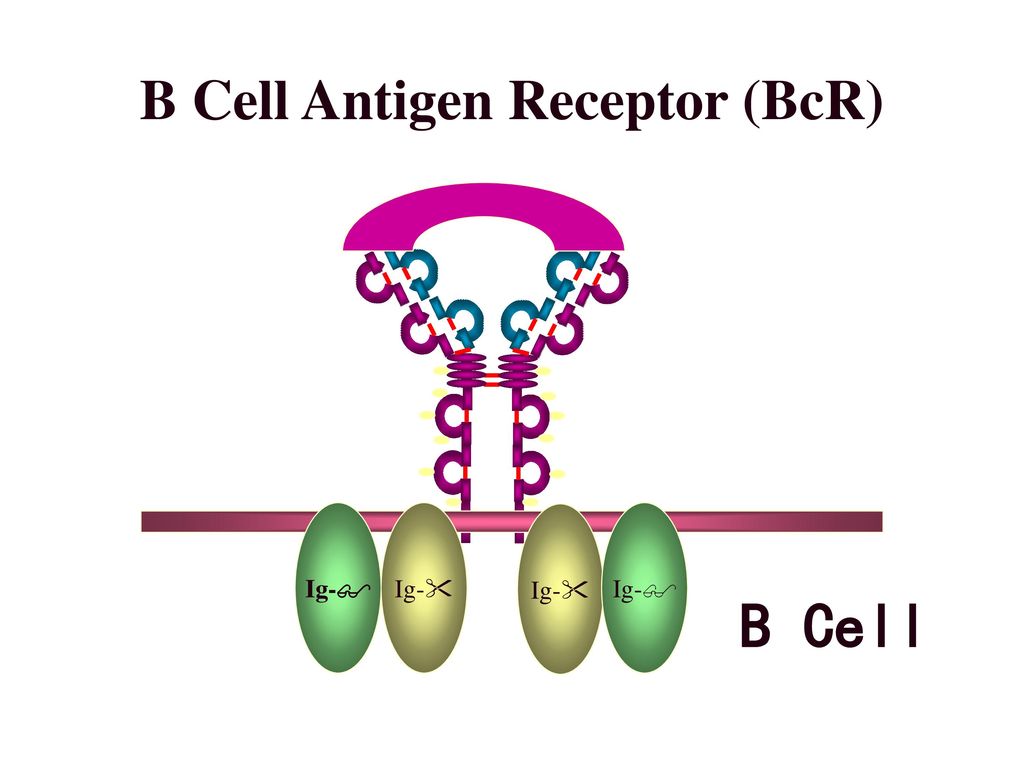 B Cell Antigen Receptor (BcR)