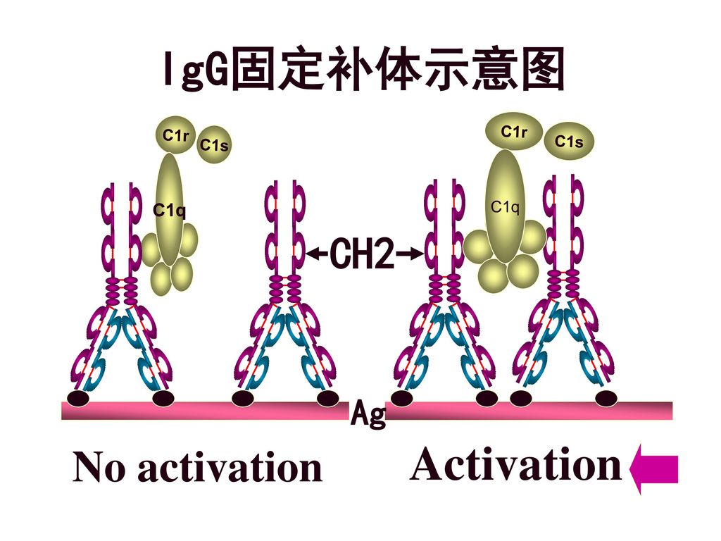 IgG固定补体示意图 C1r C1s C1q C1r C1s C1q CH2 Ag Activation No activation