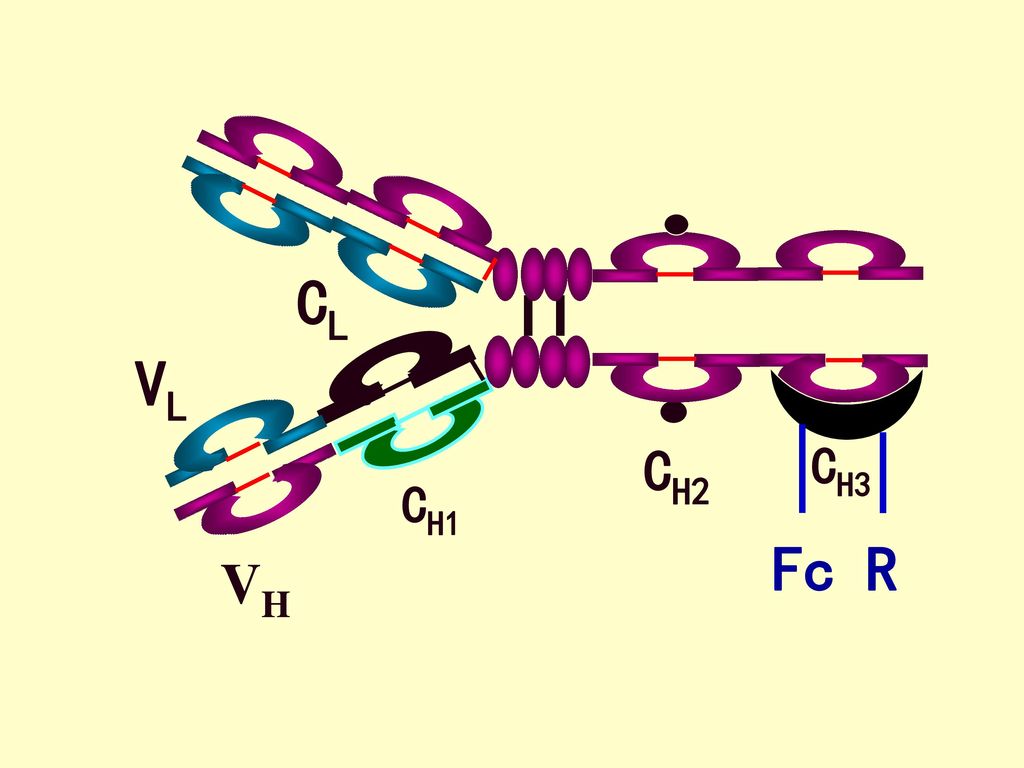 CH1 CL VL VH CH2 CH3 Fc R