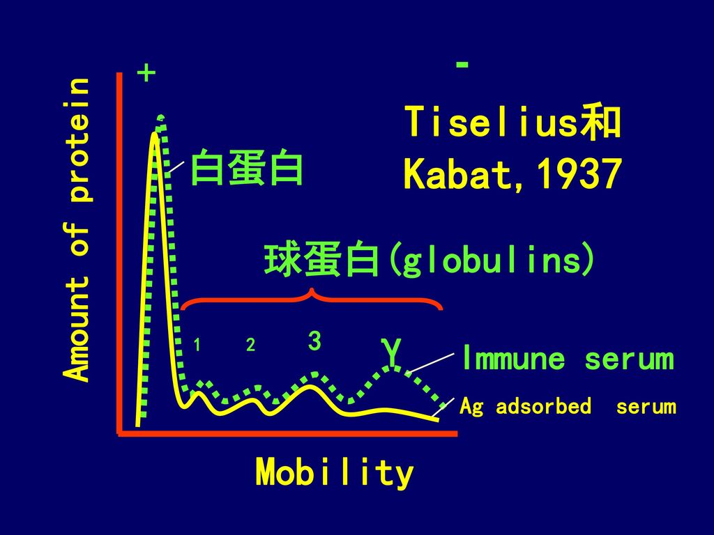 - Tiselius和Kabat,1937 γ 白蛋白 球蛋白(globulins) Mobility +