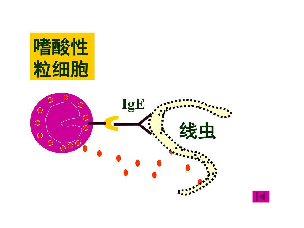 嗜酸性粒细胞 IgE 线虫