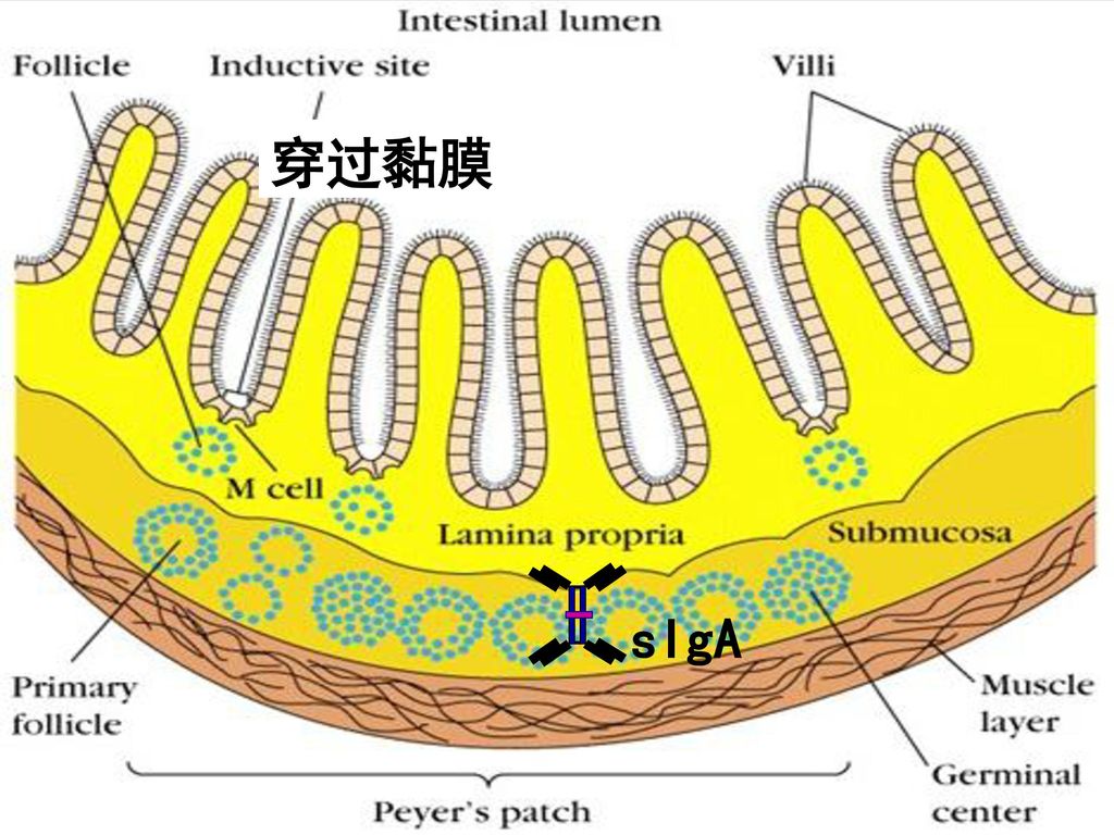 穿过黏膜 sIgA