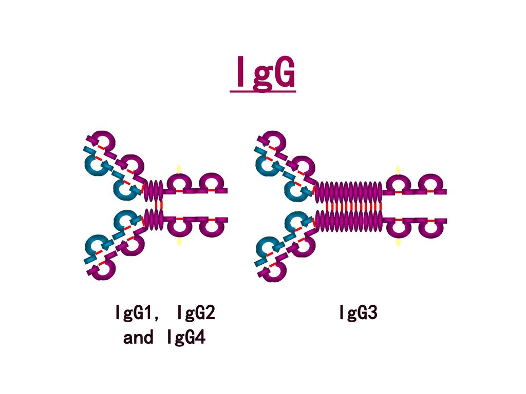 IgG IgG1, IgG2 and IgG4 IgG3