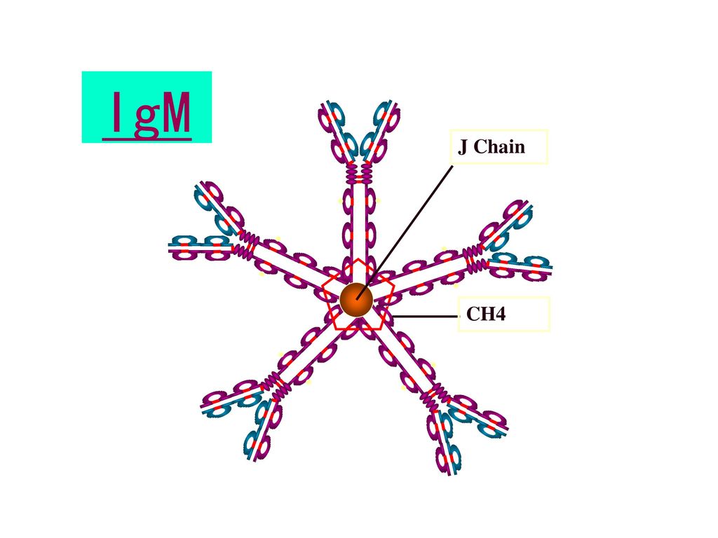 IgM CH4 J Chain