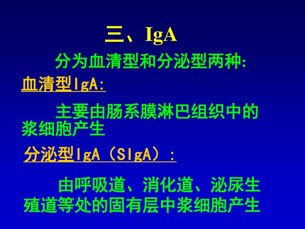 三、IgA 分为血清型和分泌型两种: 血清型IgA: 主要由肠系膜淋巴组织中的浆细胞产生 分泌型IgA（SIgA）: