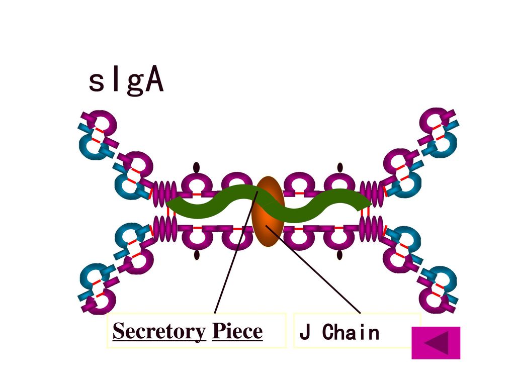 sIgA Secretory Piece J Chain