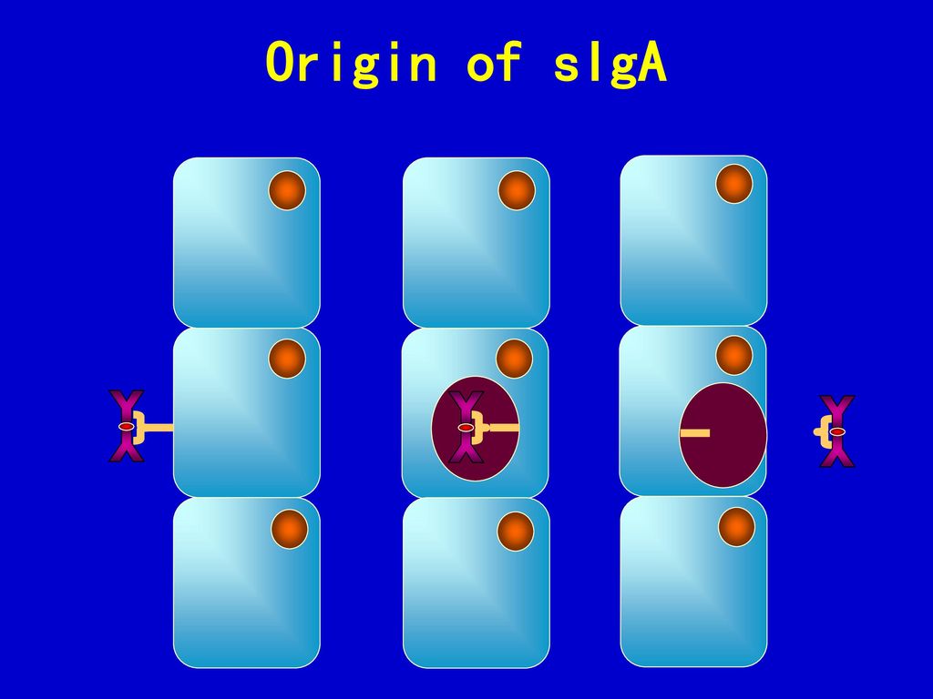 Origin of sIgA Y Y Y