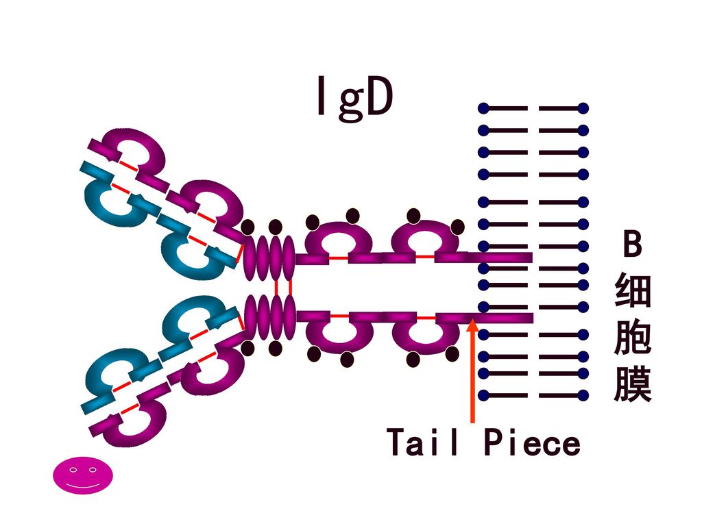 IgD B细胞膜 Tail Piece