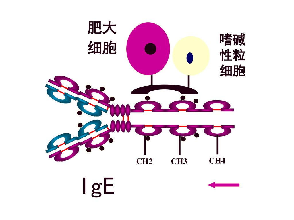 肥大 细胞 嗜碱性粒细胞 CH2 CH3 CH4 IgE