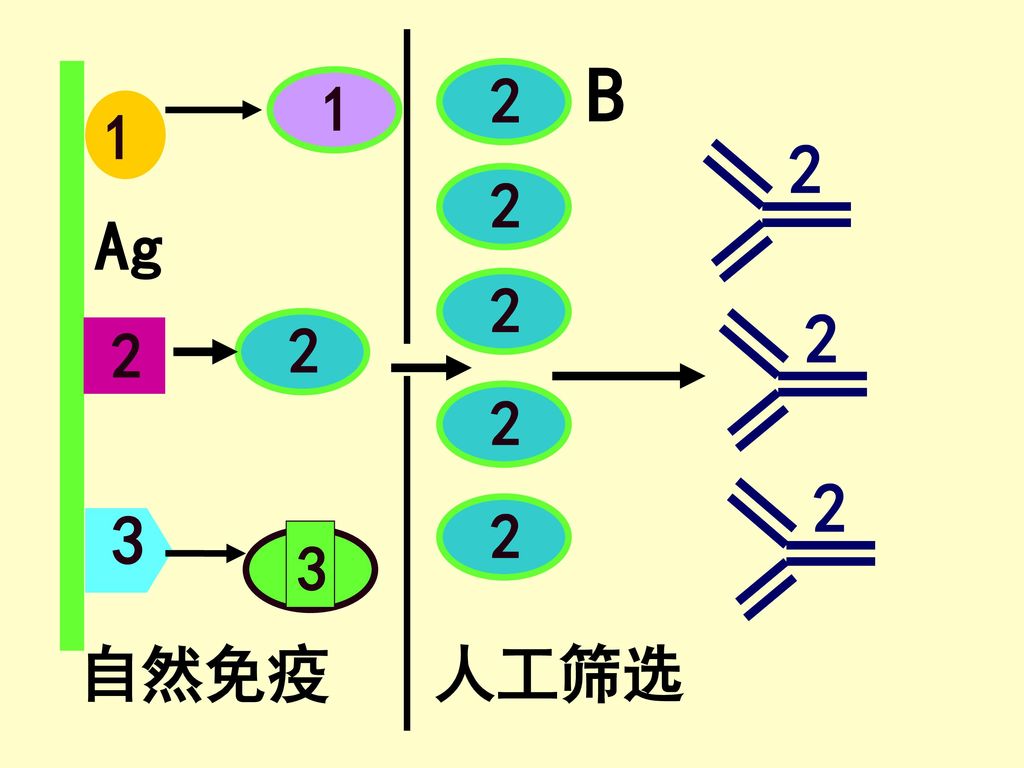 B 2 人工筛选 2 3 Ag 1 自然免疫