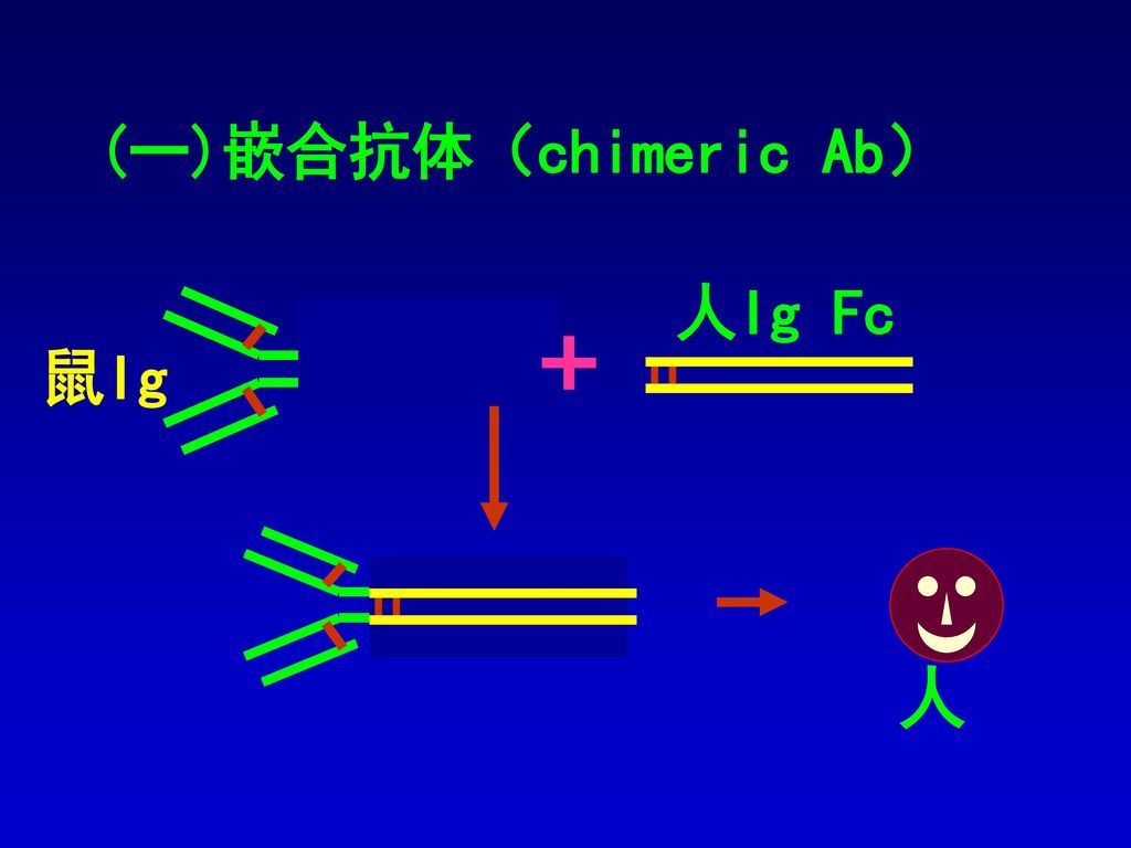 (一)嵌合抗体（chimeric Ab） 人Ig Fc + 鼠Ig 人