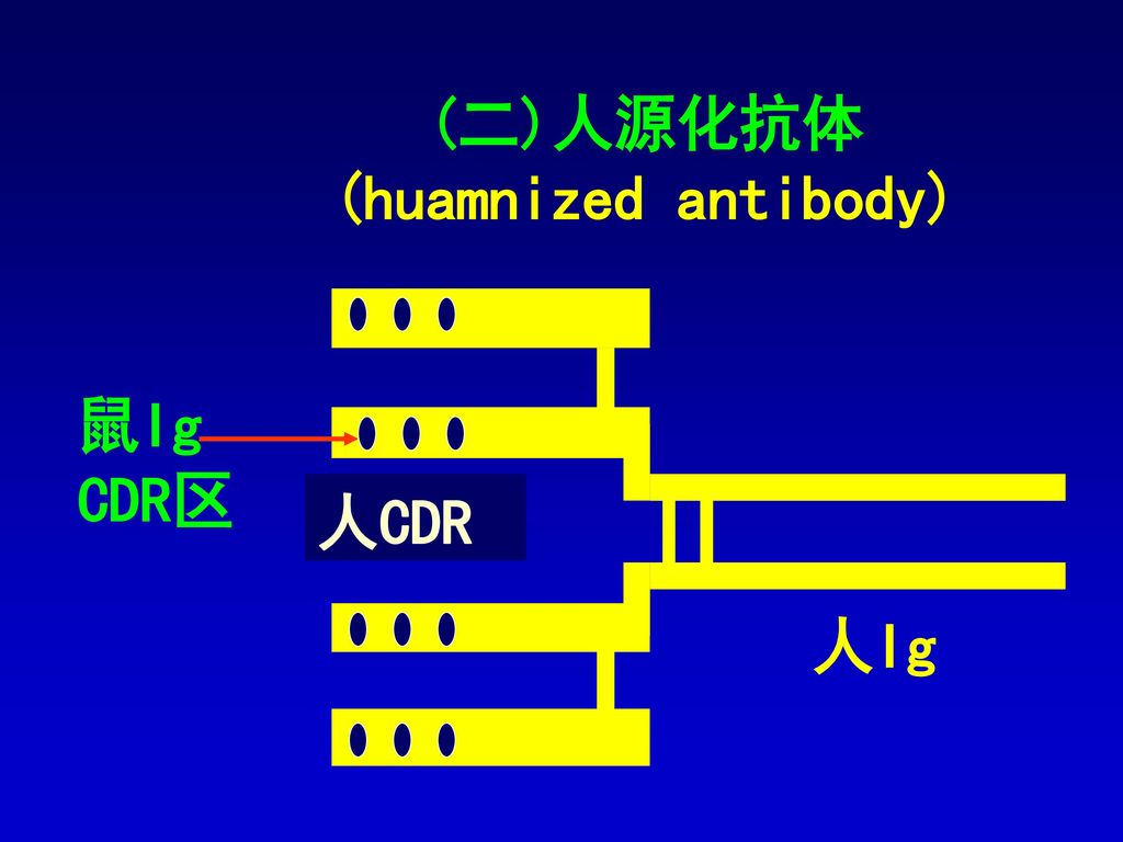 (二)人源化抗体 (huamnized antibody)