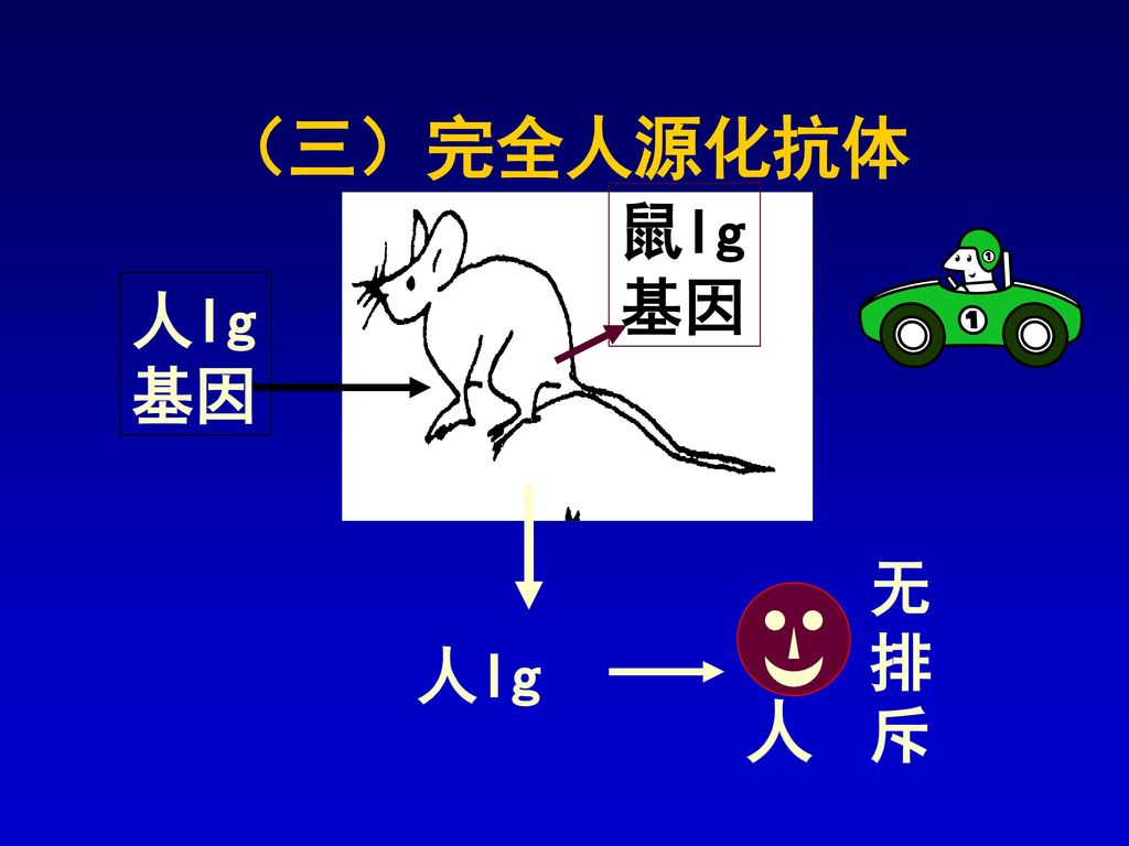 （三）完全人源化抗体 鼠Ig基因 人Ig基因 人 无排斥 人Ig