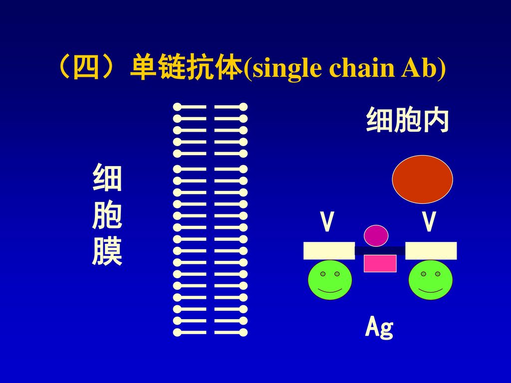 （四）单链抗体(single chain Ab)