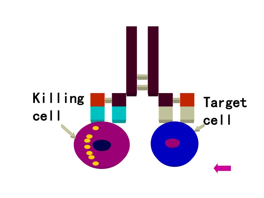 Killing cell Target cell