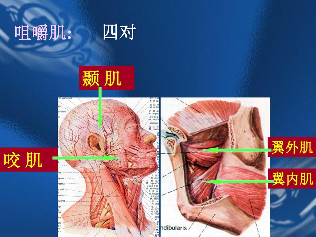 "— presentation transcript: 局部解剖学课件王德贵 一,面部肌肉分