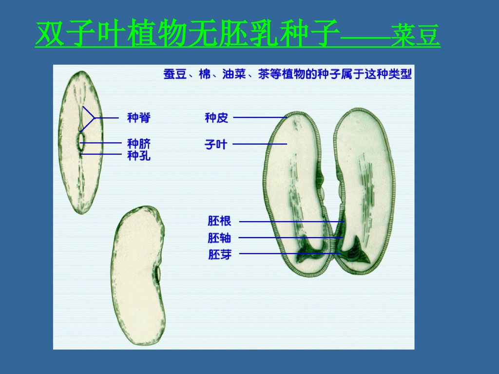 seed无胚乳种子exalbumious seed 双子叶植物有胚乳种子——蓖麻 单子