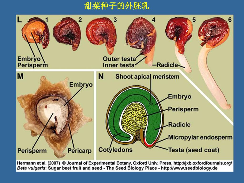 物质主要是淀粉,脂类和蛋白质 种子萌发时,胚乳中的营养物质被分解