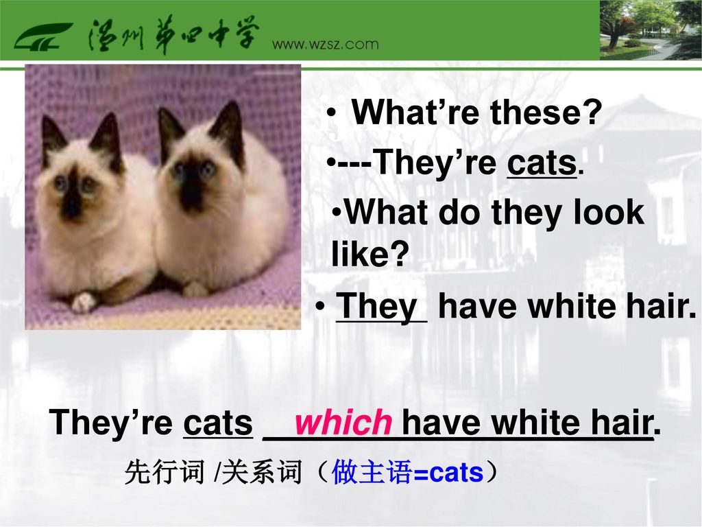 Beijing What’re these ---They’re cats. What do they look like
