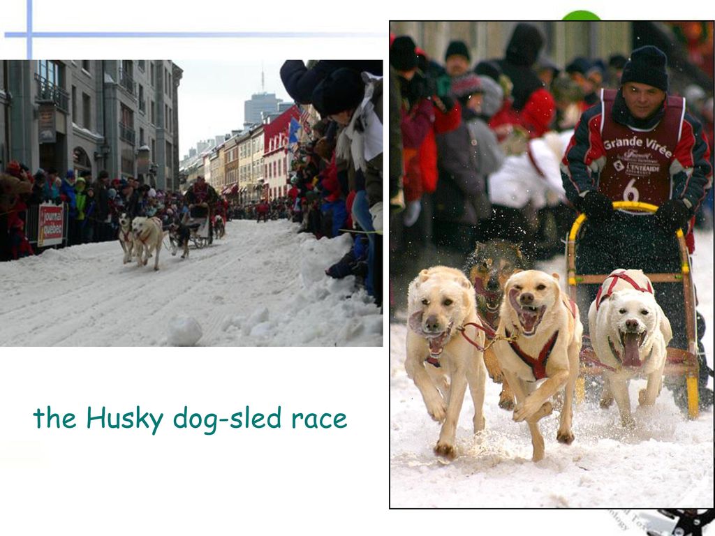 the Husky dog-sled race