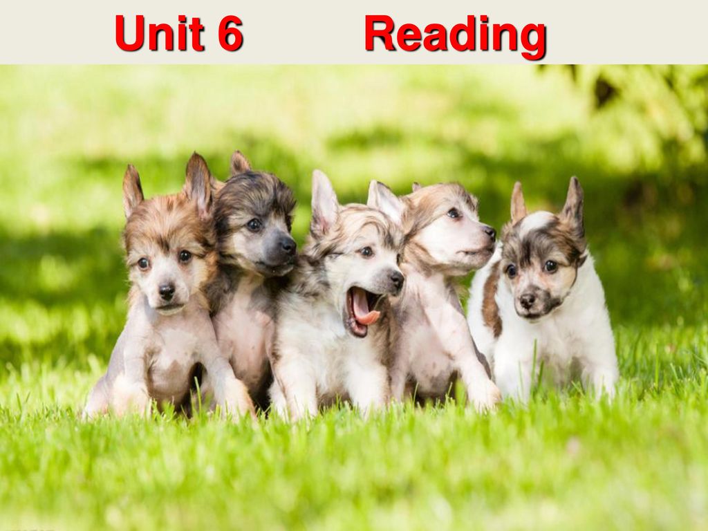 Unit 6 Reading