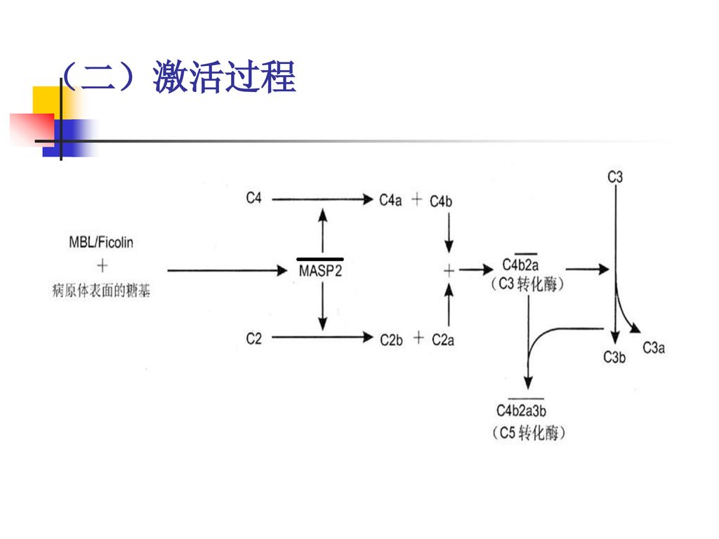 （二）激活过程