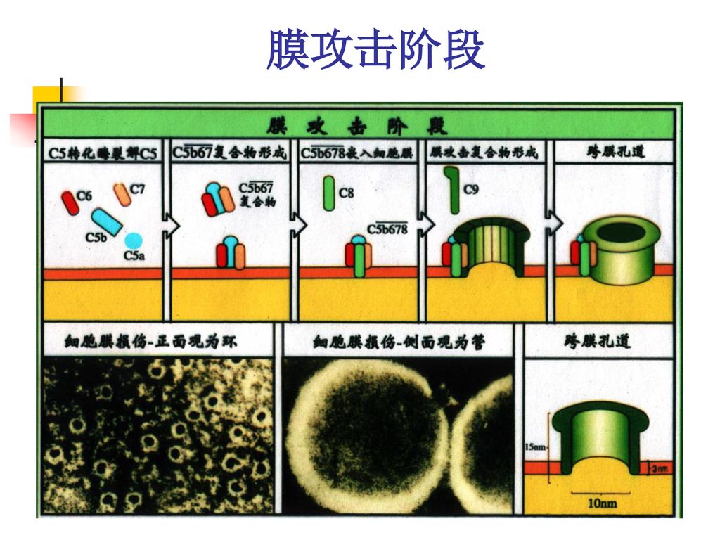 膜攻击阶段