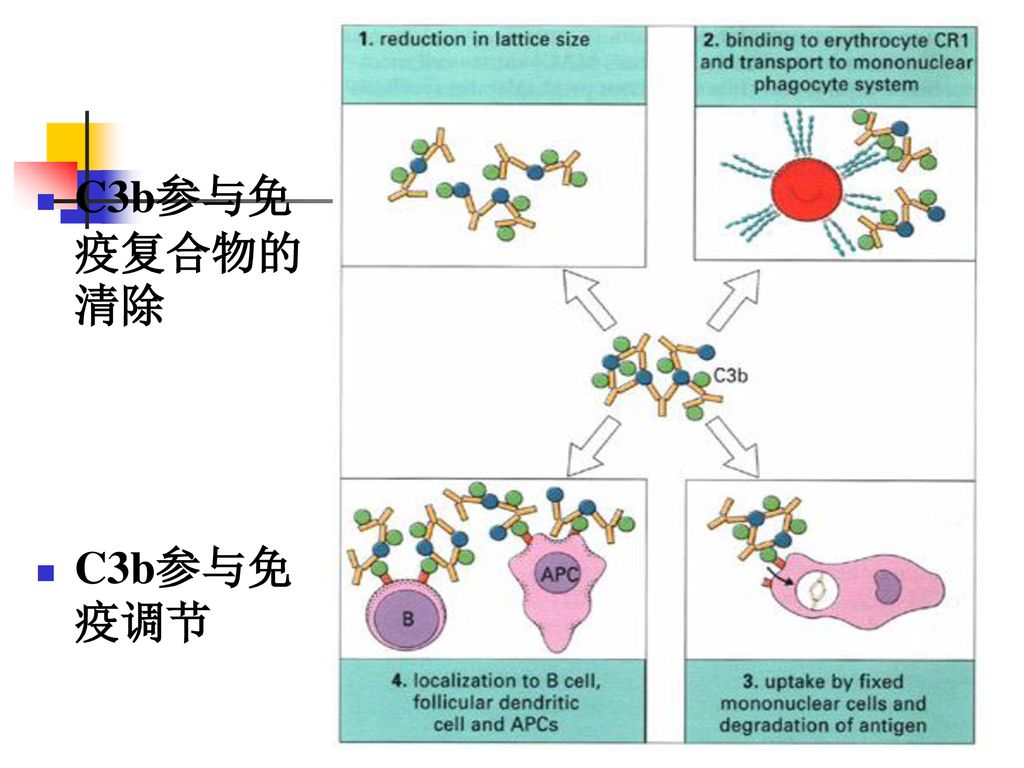 C3b参与免疫复合物的清除 C3b参与免疫调节