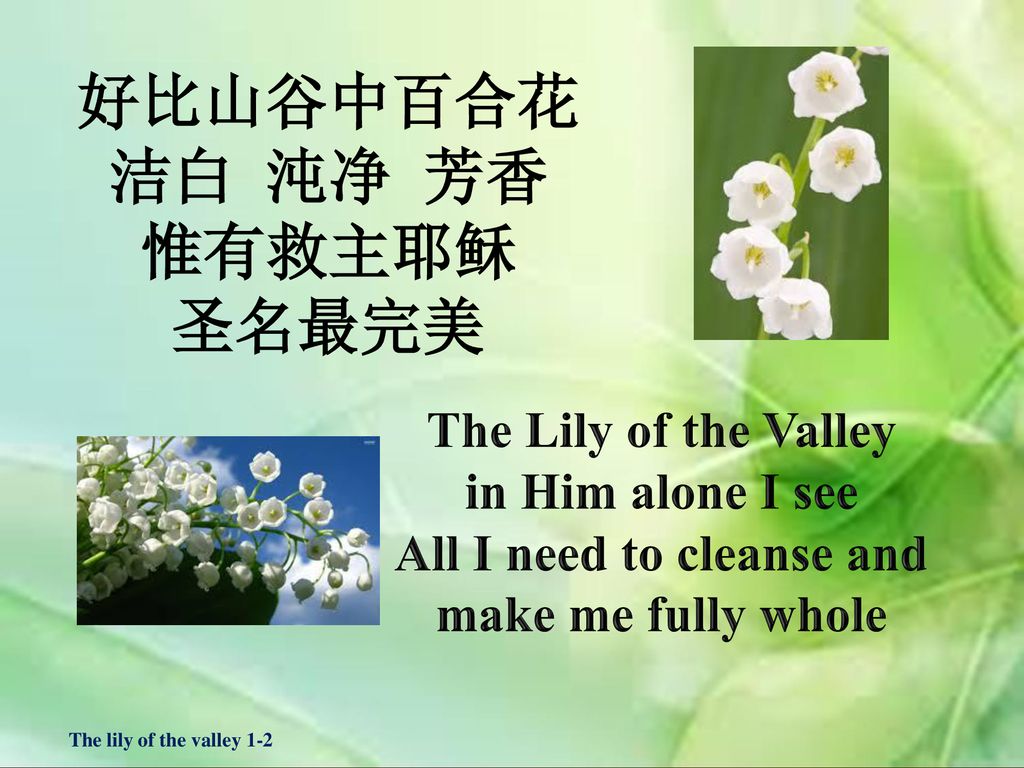 好比山谷中百合花 洁白 沌净 芳香 惟有救主耶稣 圣名最完美