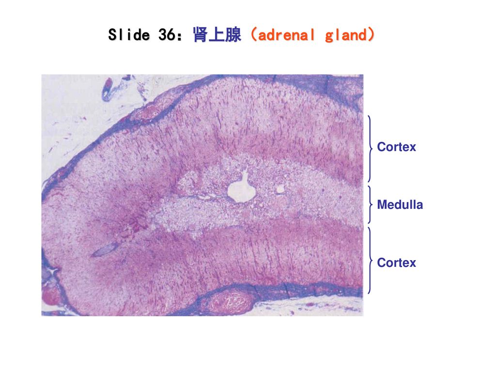 slide 35:甲状腺(thyroid) slide 示教:甲状旁腺(parathyroid gland)