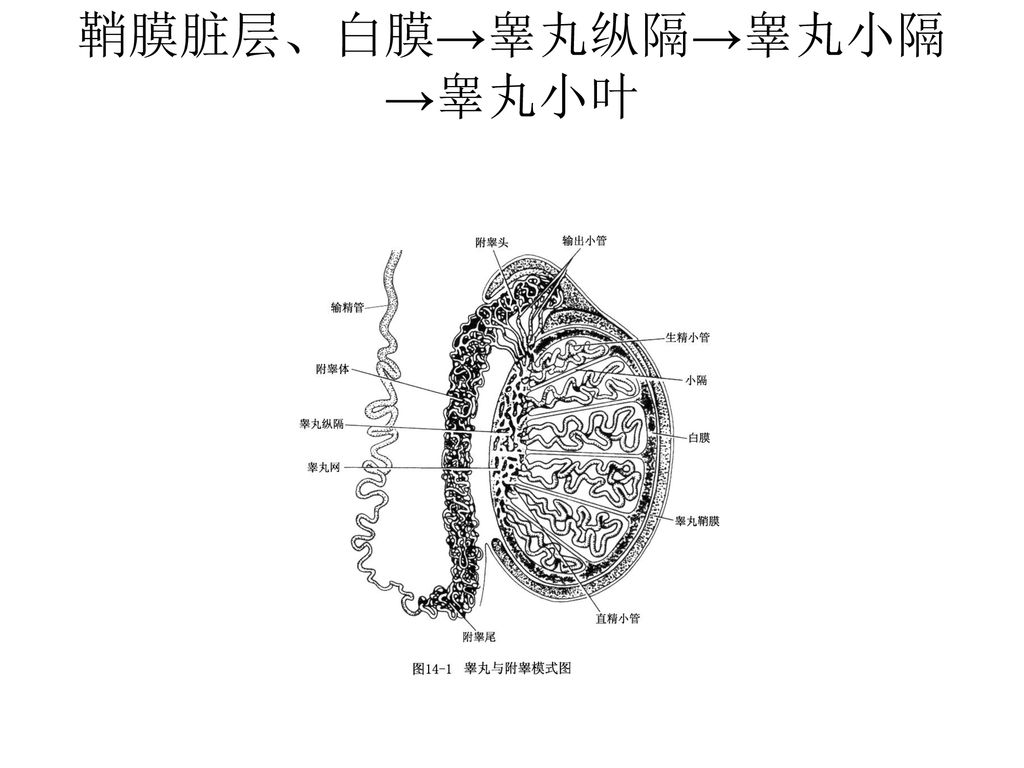 slide38:附睾 (epididymis) 掌握 睾丸的组织结构,各级生精细胞,支持