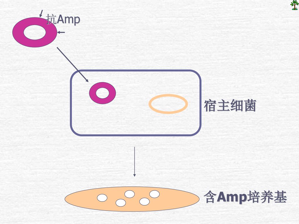 抗Amp 宿主细菌 含Amp培养基