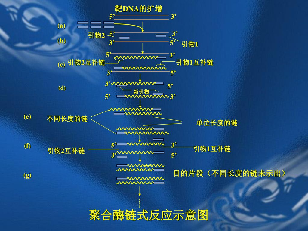 聚合酶链式反应示意图 靶DNA的扩增 目的片段（不同长度的链未示出） (c) (b) 引物2 5’ 3’ (a) 引物1 引物2互补链