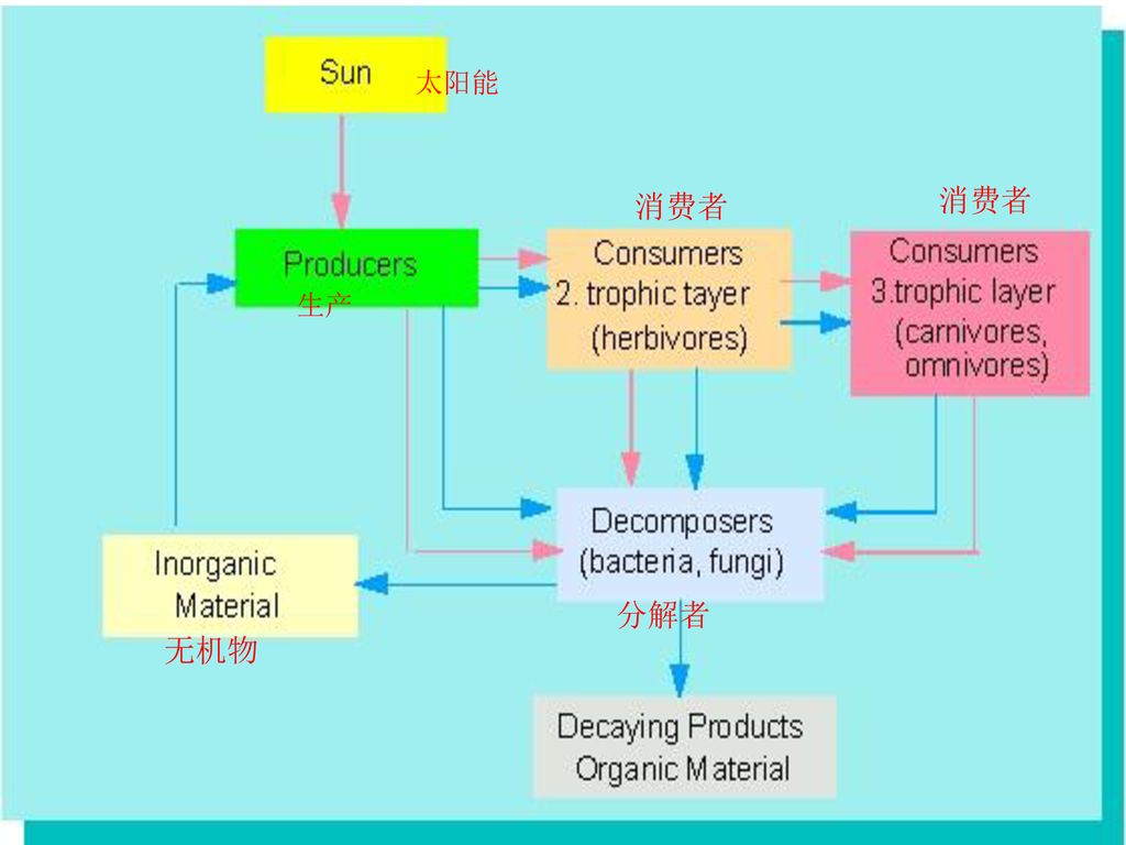 太阳能 消费者 消费者 生产 分解者 无机物