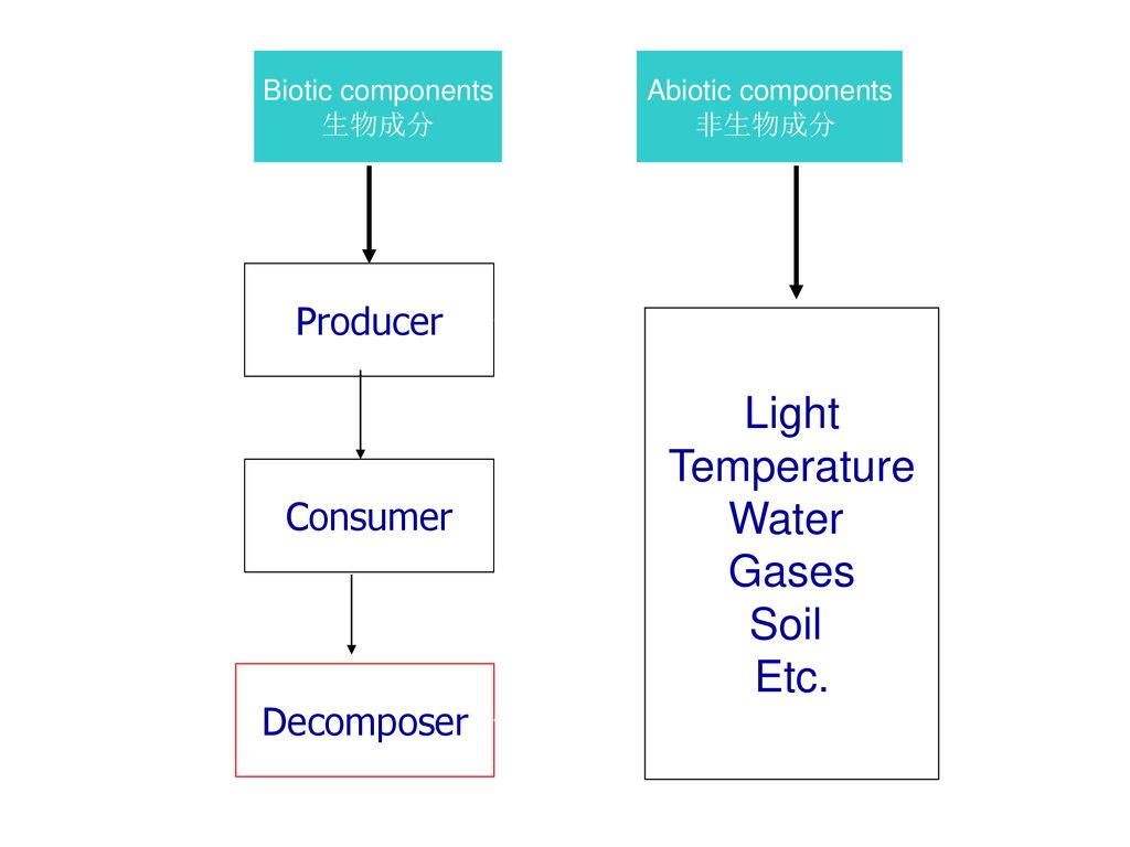 Light Temperature Water Gases Soil Etc. Producer Consumer Decomposer