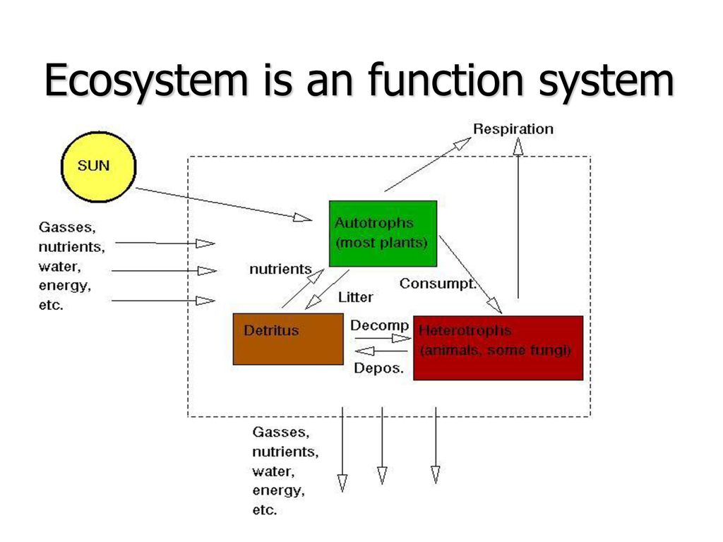 Ecosystem is an function system