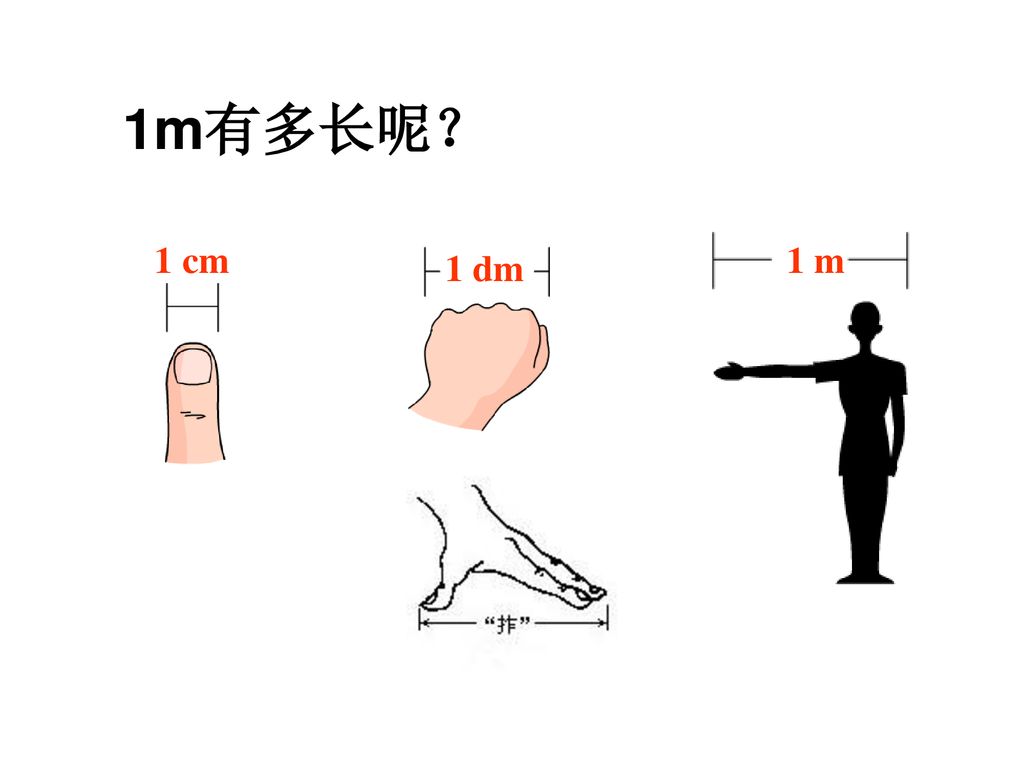 1m有多长呢？ 1 cm 1 m 1 dm