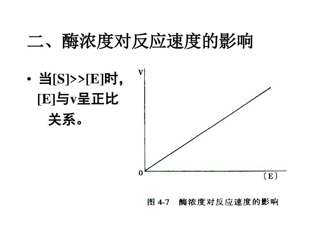 二、酶浓度对反应速度的影响 当[S]>>[E]时， [E]与v呈正比 关系。