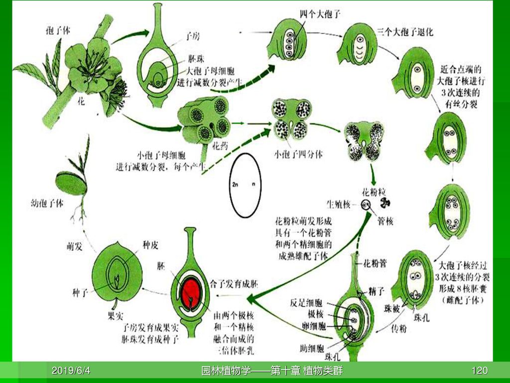 119                 (四)被子植物门 1.