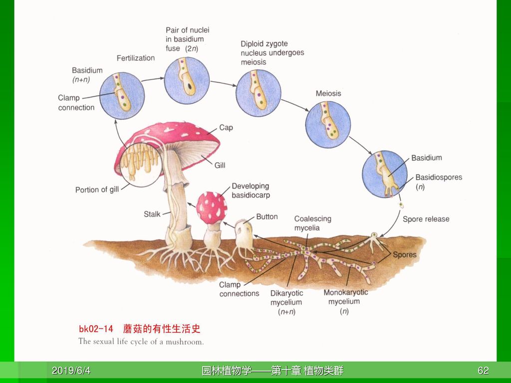 特 征 (2)生殖部分双核菌丝; (3)特殊的细胞分裂方式,锁状联合现象