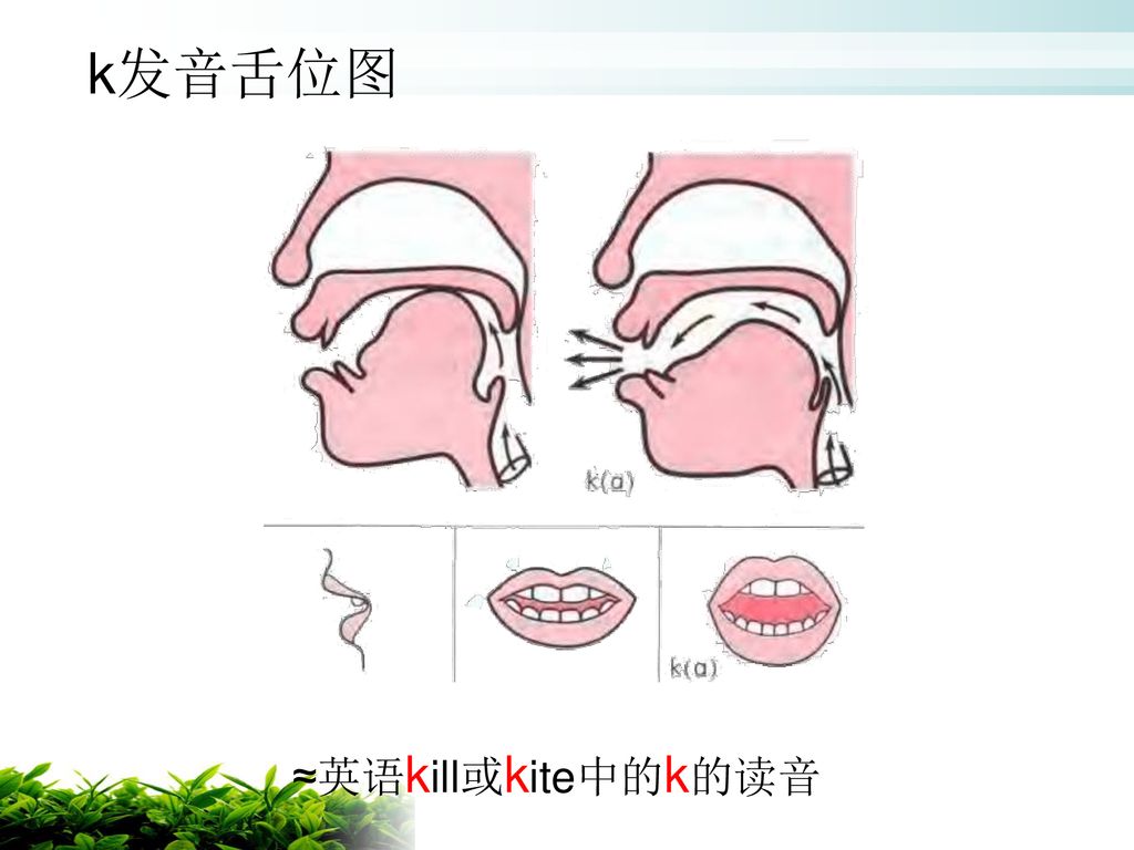 k发音舌位图 ≈英语kill或kite中的k的读音