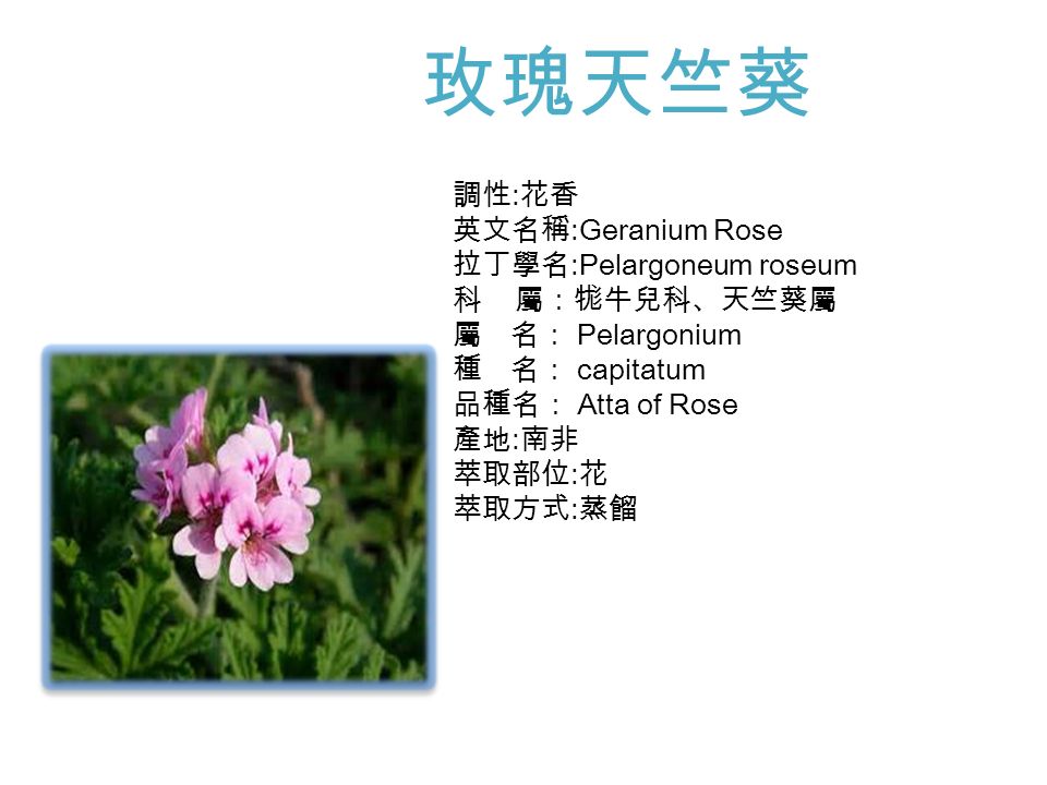 玫瑰天竺葵調性 花香英文名稱 Geranium Rose 拉丁學名 Pelargoneum Roseum 科屬 牻牛兒科 天竺葵屬屬名 Pelargonium 種名 Capitatum 品種名 Atta Of Rose 產地 南非萃取部位