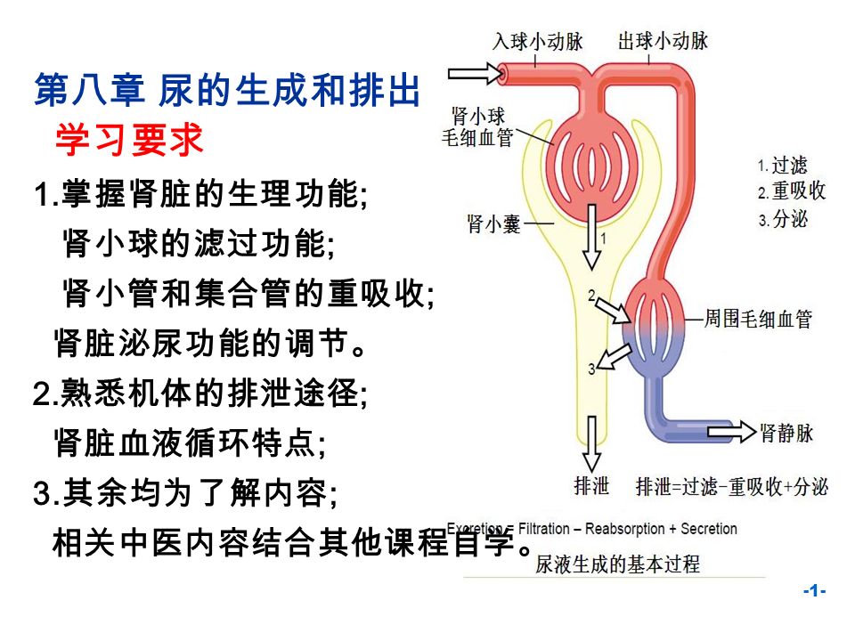 1 第八章尿的生成和排出学习要求1 掌握肾脏的生理功能 肾小球的滤过功能 肾小管和集合管的重吸收 肾脏泌尿功能的调节 2